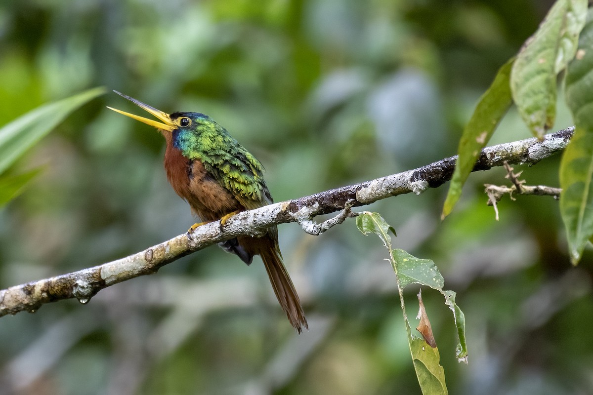 Blue-cheeked Jacamar - ML491265931