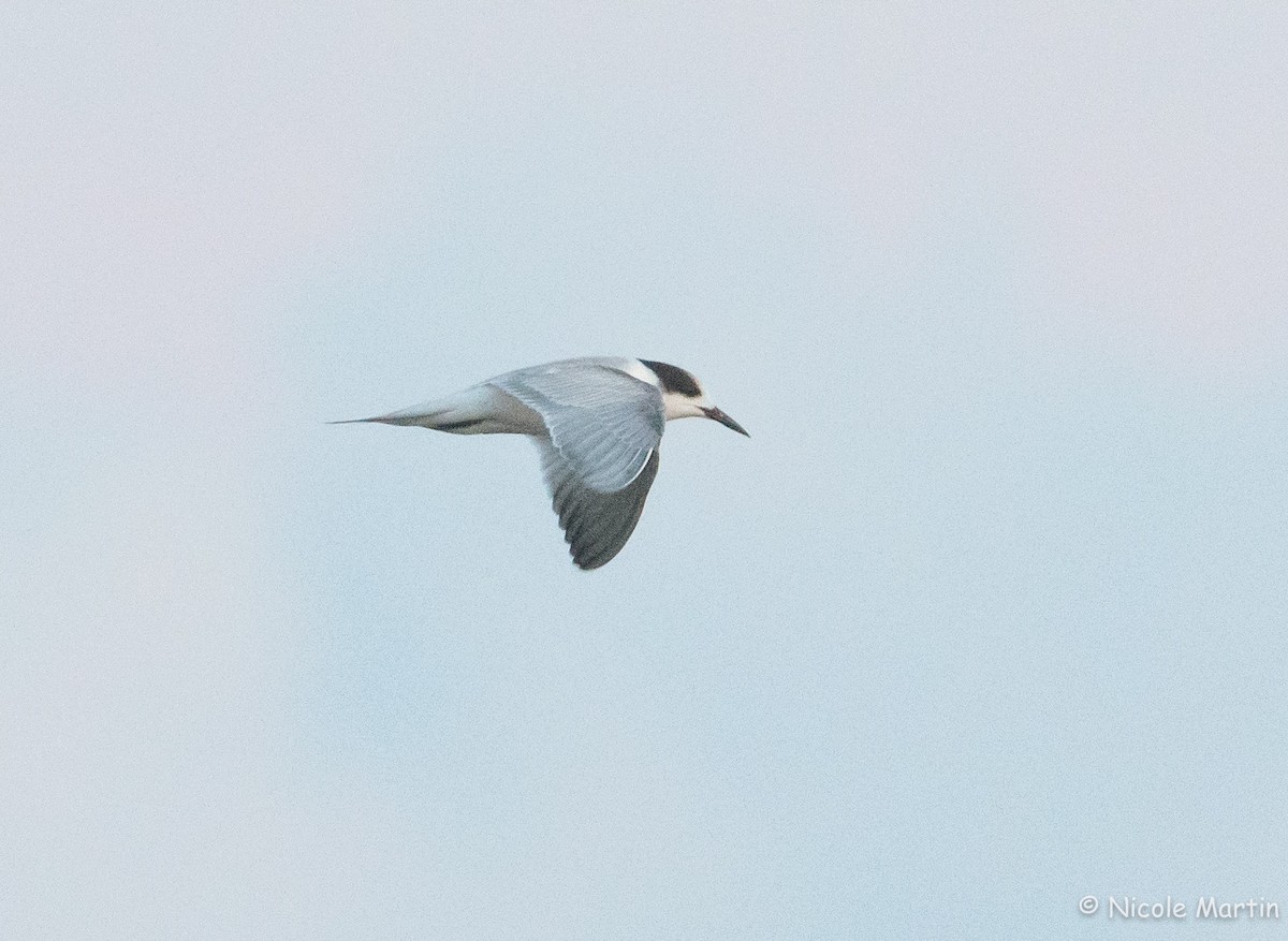 Common Tern - Nicole Martin