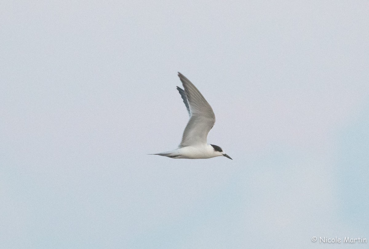 Common Tern - ML491266271