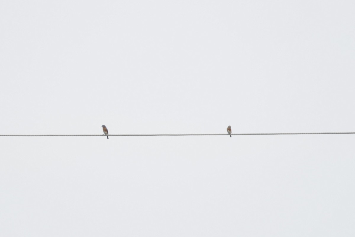 Eastern Bluebird - ML491266701