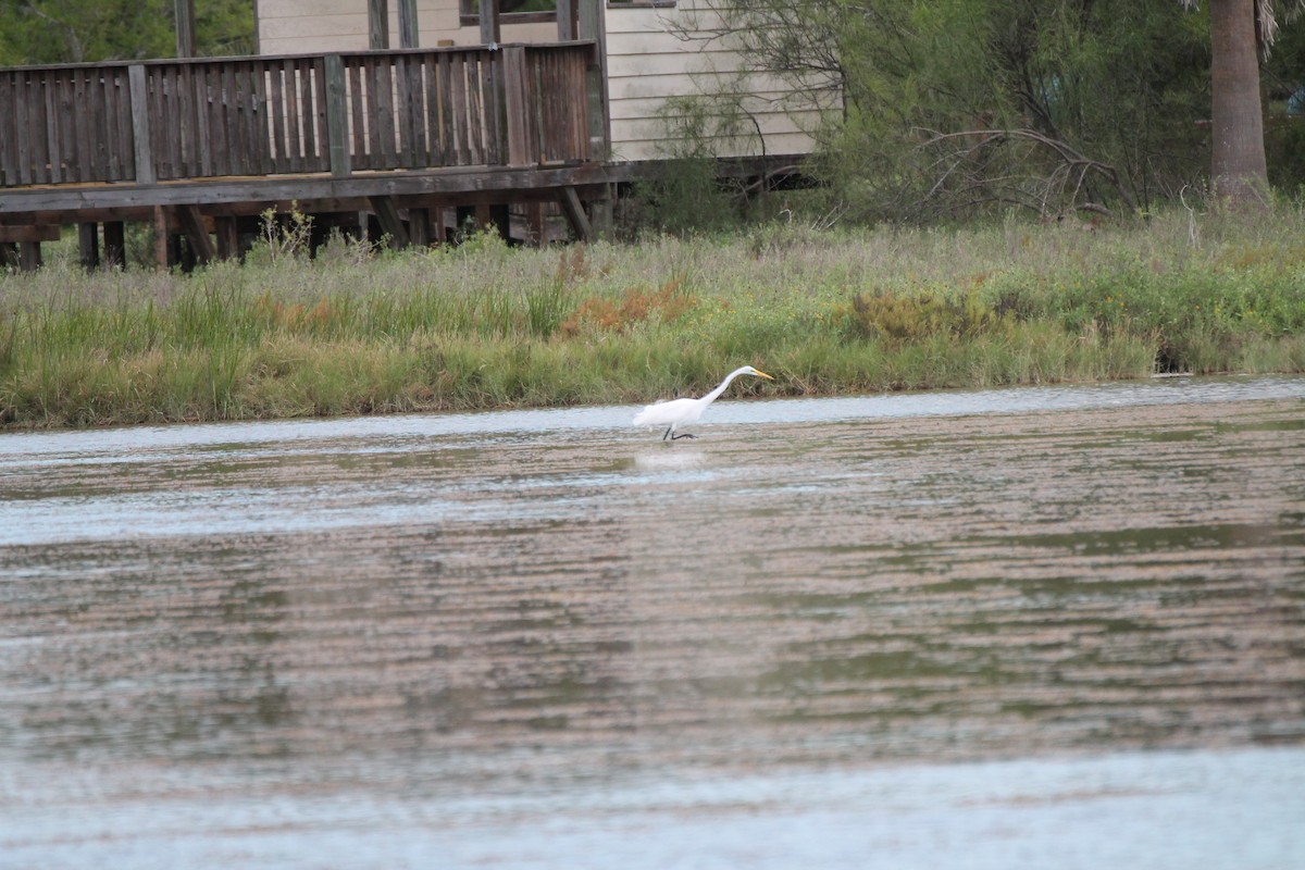 Great Egret - ML491267361