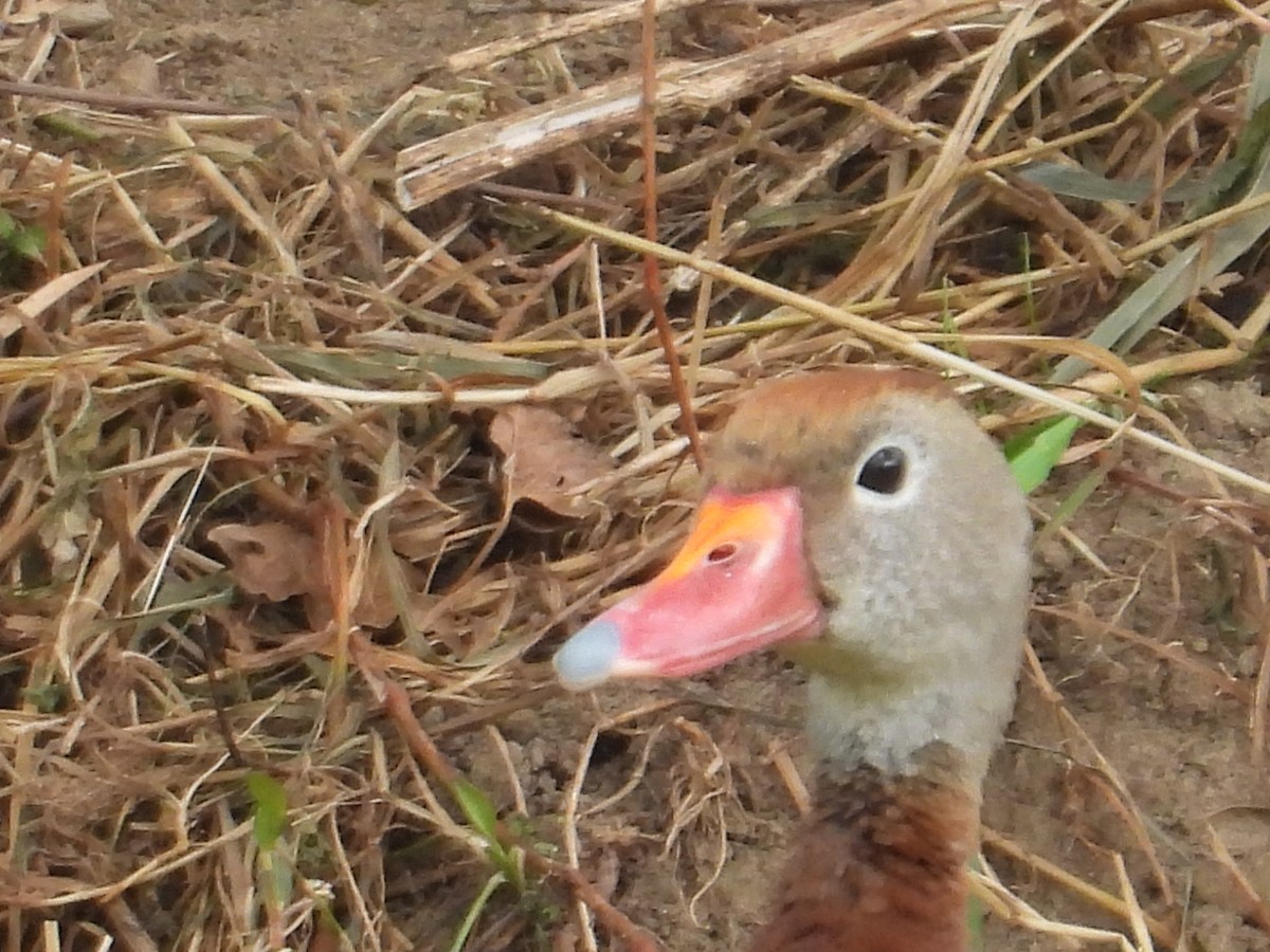 Black-bellied Whistling-Duck - ML491268391