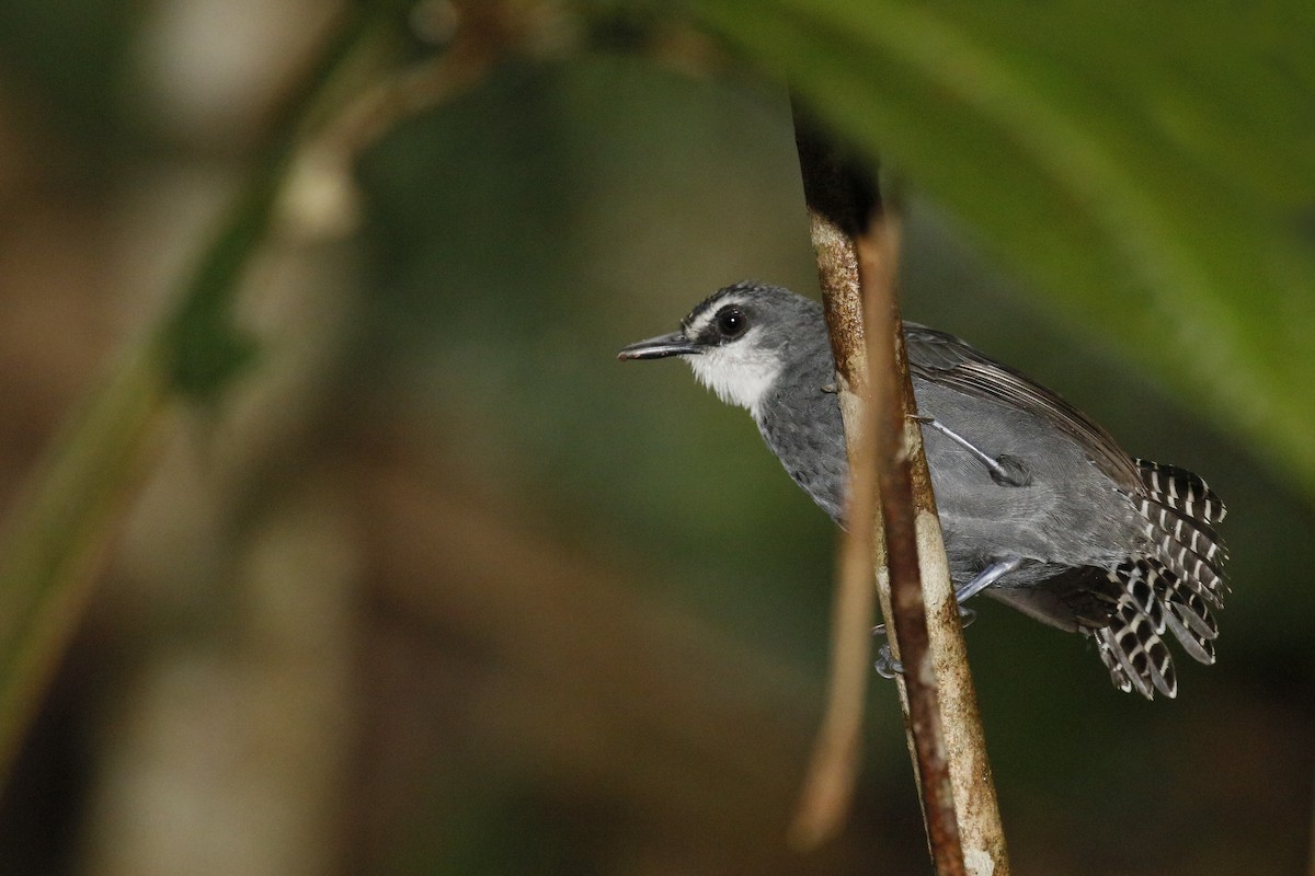 White-throated Antbird - ML491269661