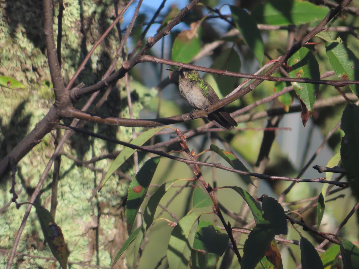 Short-tailed Emerald - ML491270511