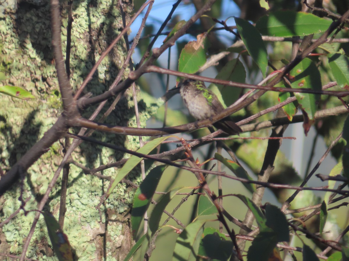 Short-tailed Emerald - Luis Suarez