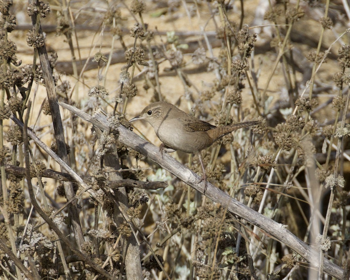 House Wren - ML491270761