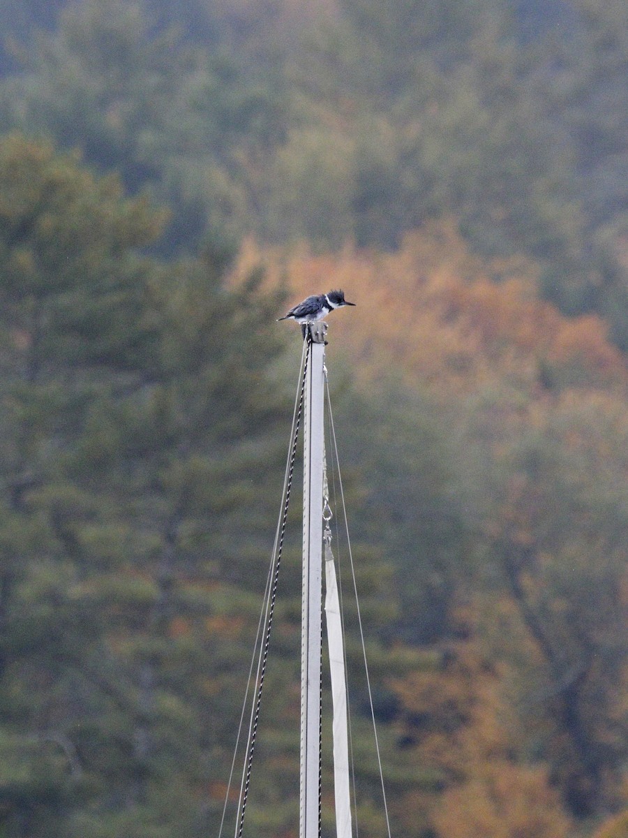 Belted Kingfisher - ML491271211