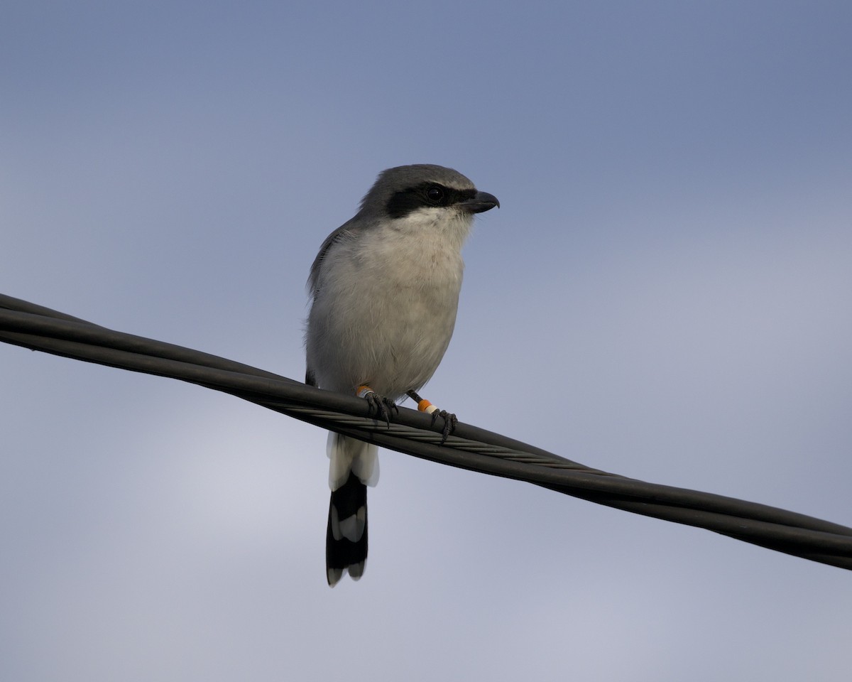 Loggerhead Shrike - ML491271301