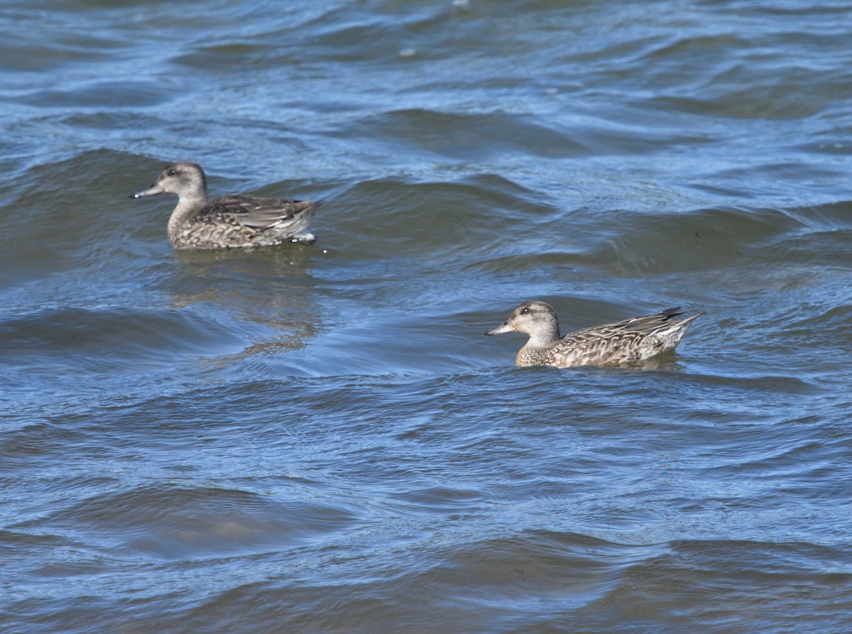 Green-winged Teal - ML491273161