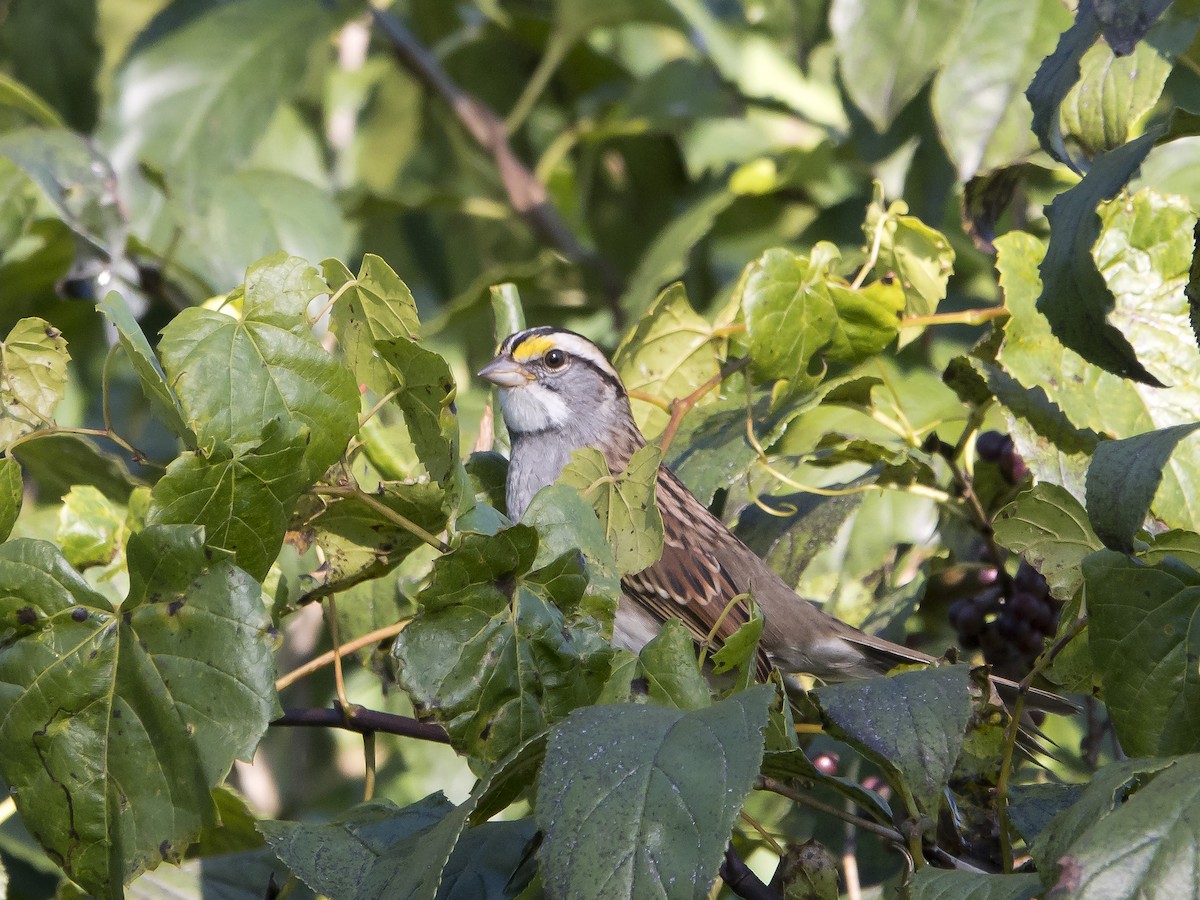 White-throated Sparrow - ML491273661