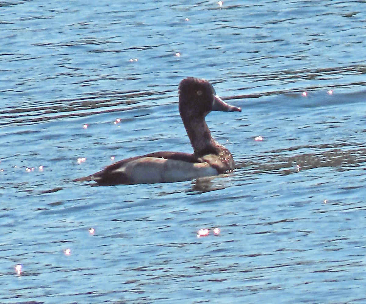 Ring-necked Duck - Jim Scott