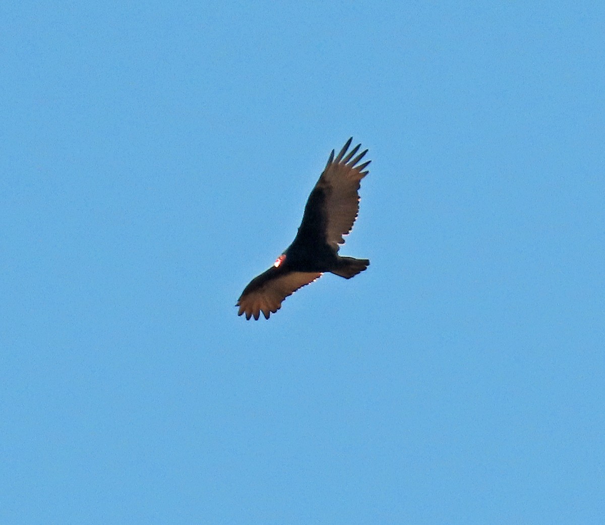 Turkey Vulture - ML491274811