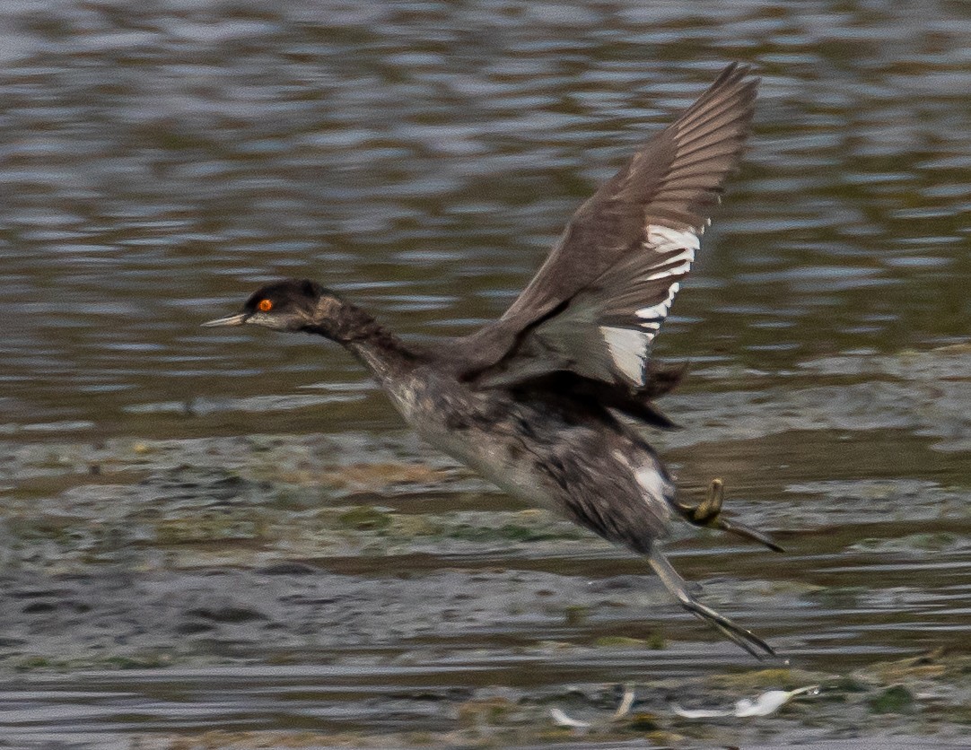 Eared Grebe - ML491274971