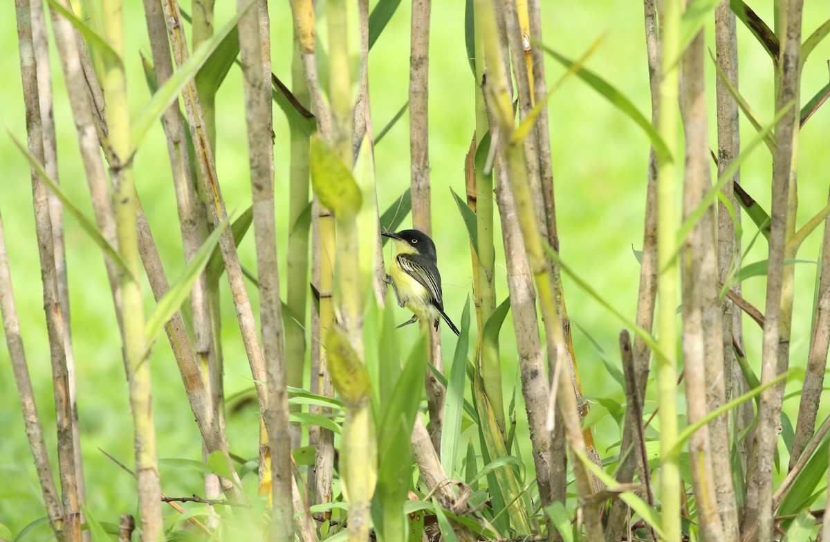 Common Tody-Flycatcher - ML491275071