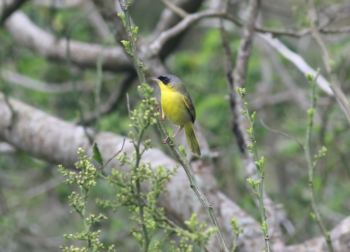 Gray-crowned Yellowthroat - ML491276361
