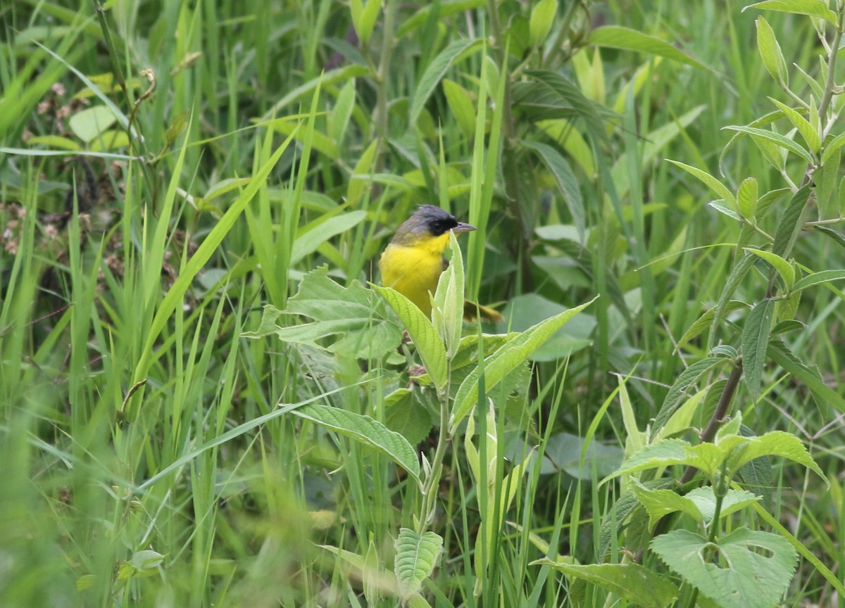Gray-crowned Yellowthroat - ML491276371