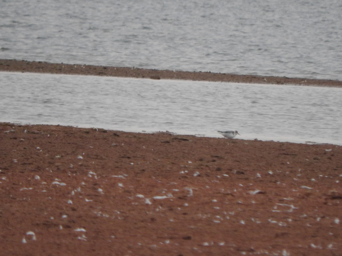 Red Phalarope - Brian Marra