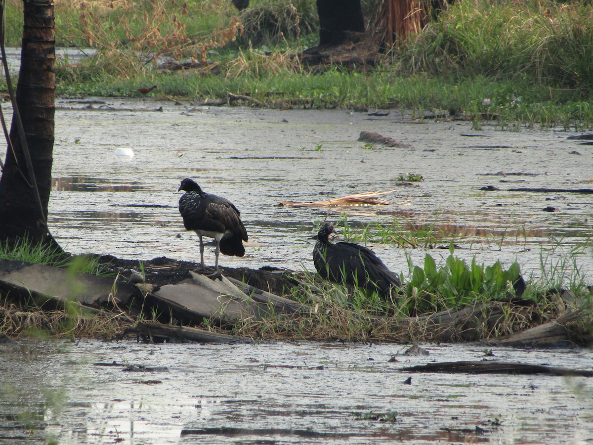 Horned Screamer - ML491277091