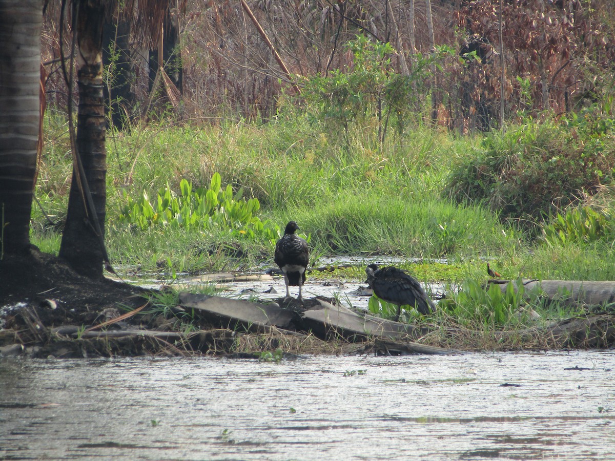 Horned Screamer - ML491277141