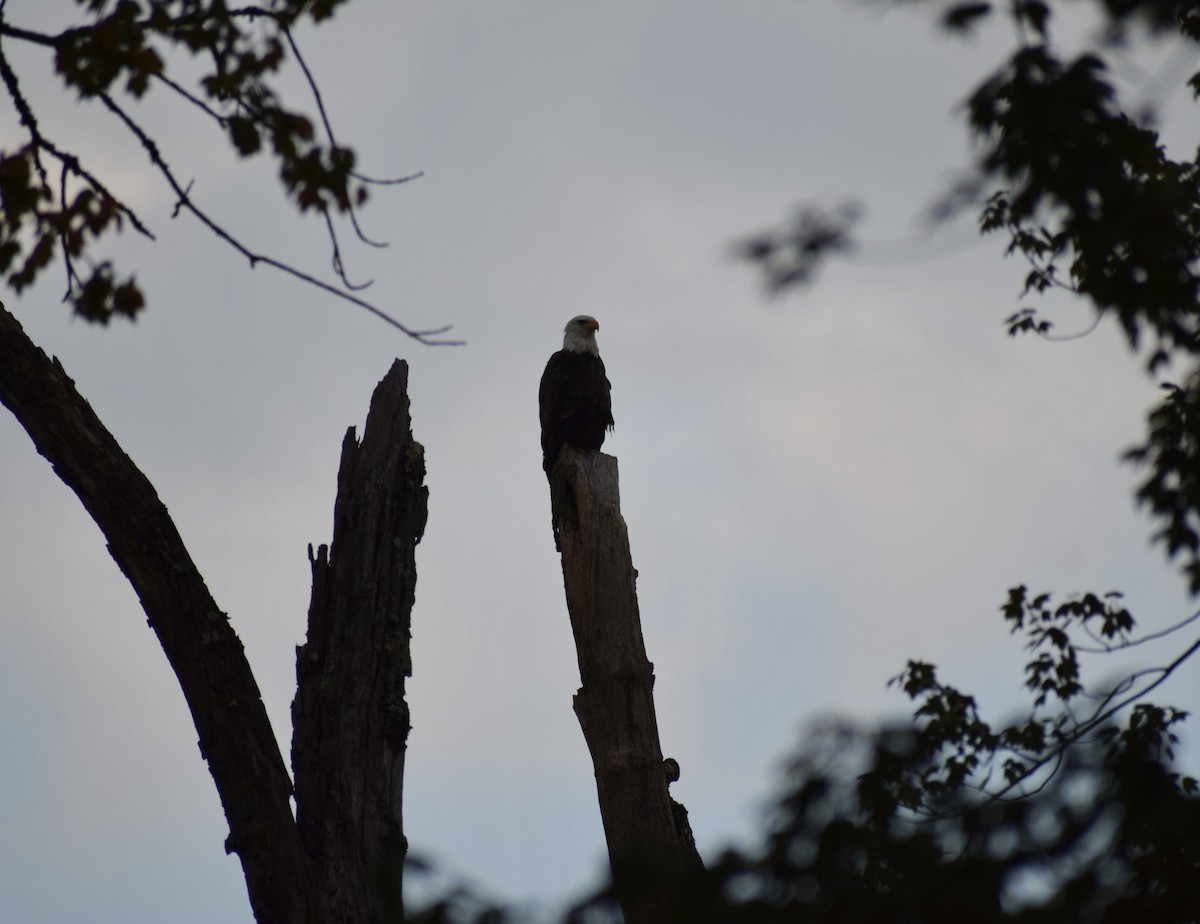 Weißkopf-Seeadler - ML491277171