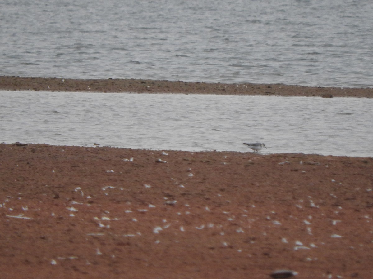 Red Phalarope - Brian Marra