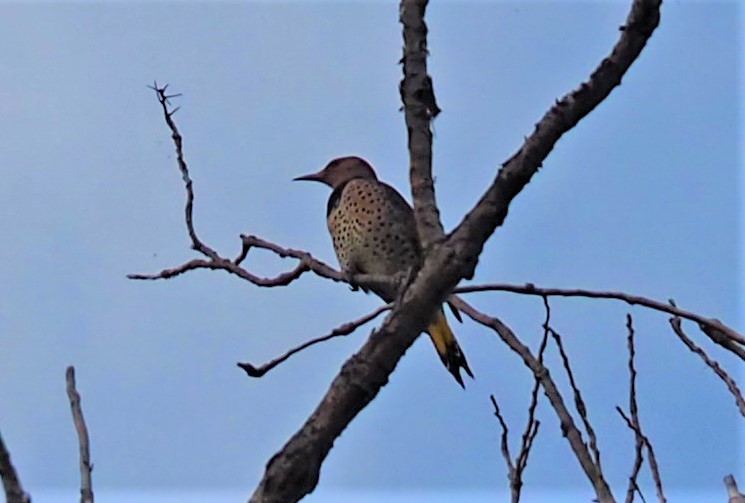 Northern Flicker - ML491277541