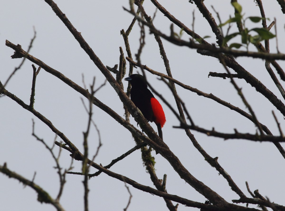 Scarlet-rumped Tanager (Passerini's) - ML491279221
