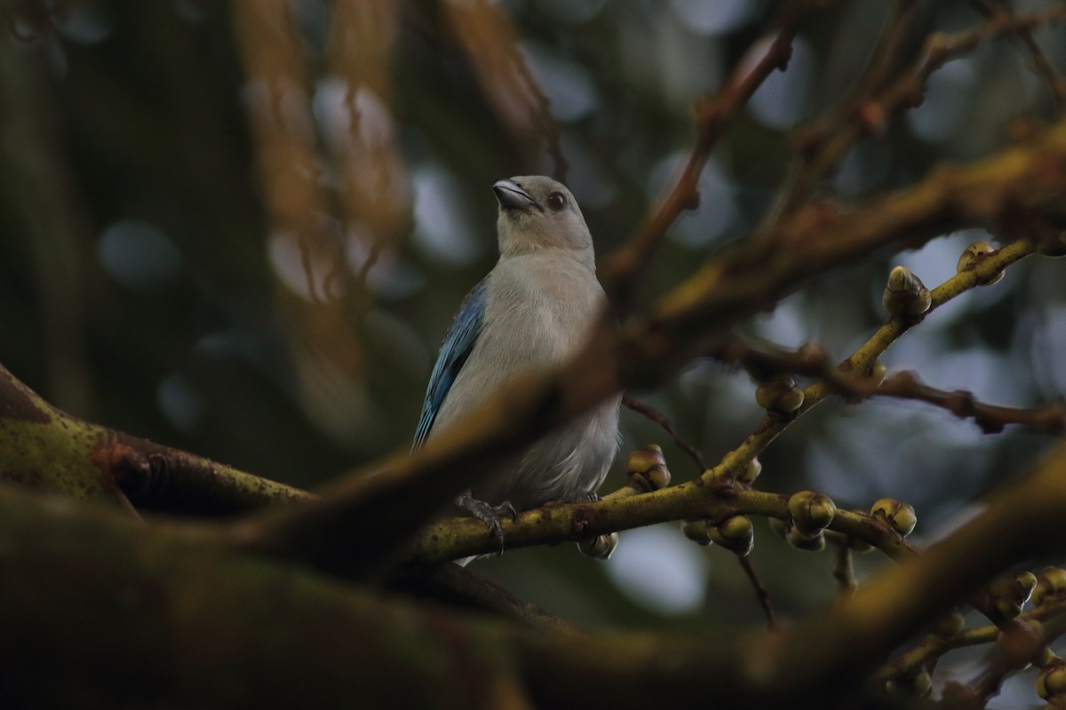 Blue-gray Tanager - ML491279231