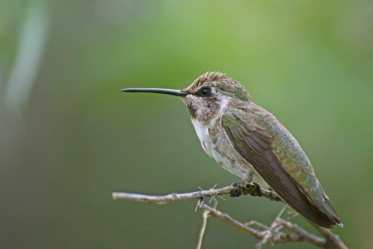 Lucifer Hummingbird - ML491280281