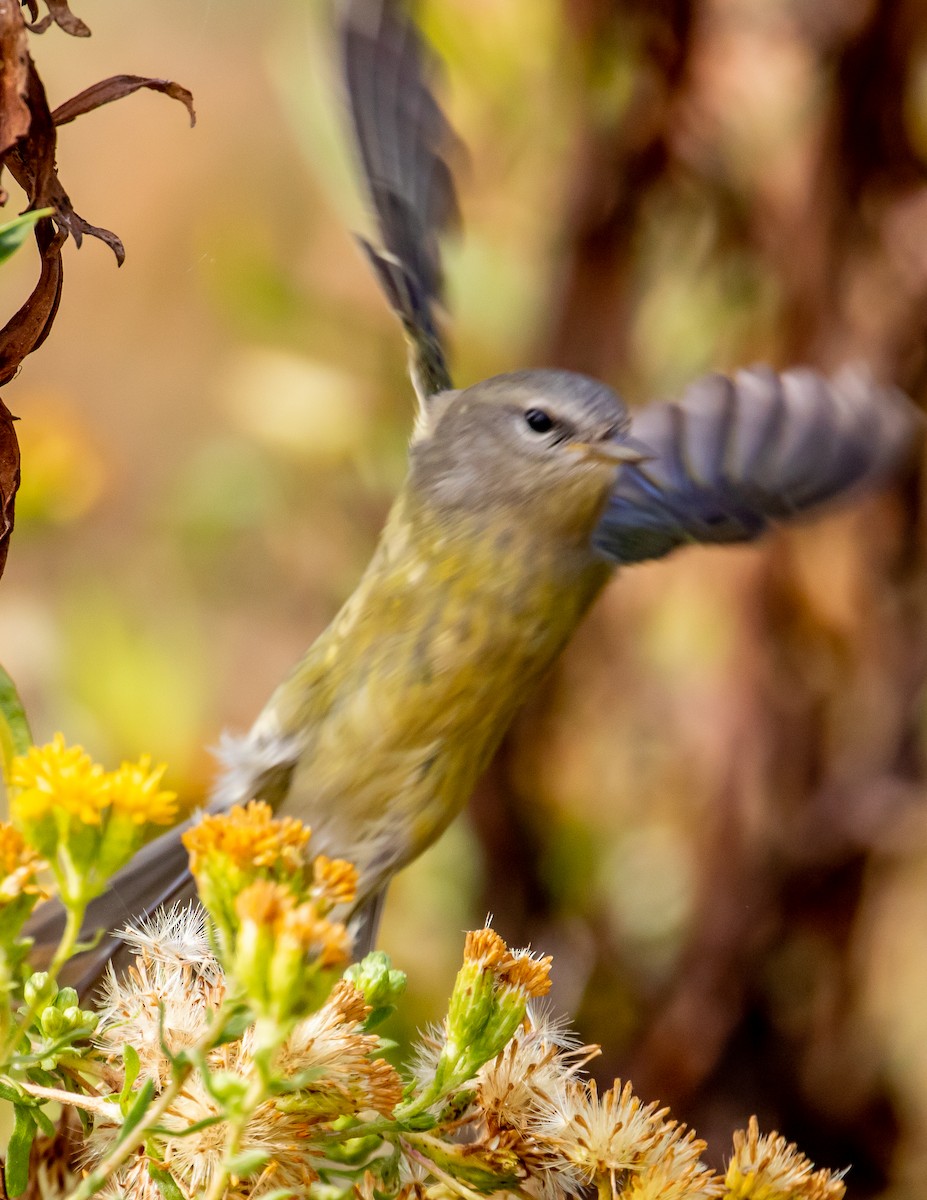 Orange-crowned Warbler - ML491280571