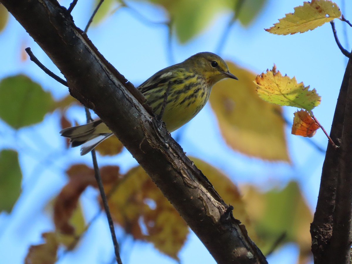 Cape May Warbler - ML491280741