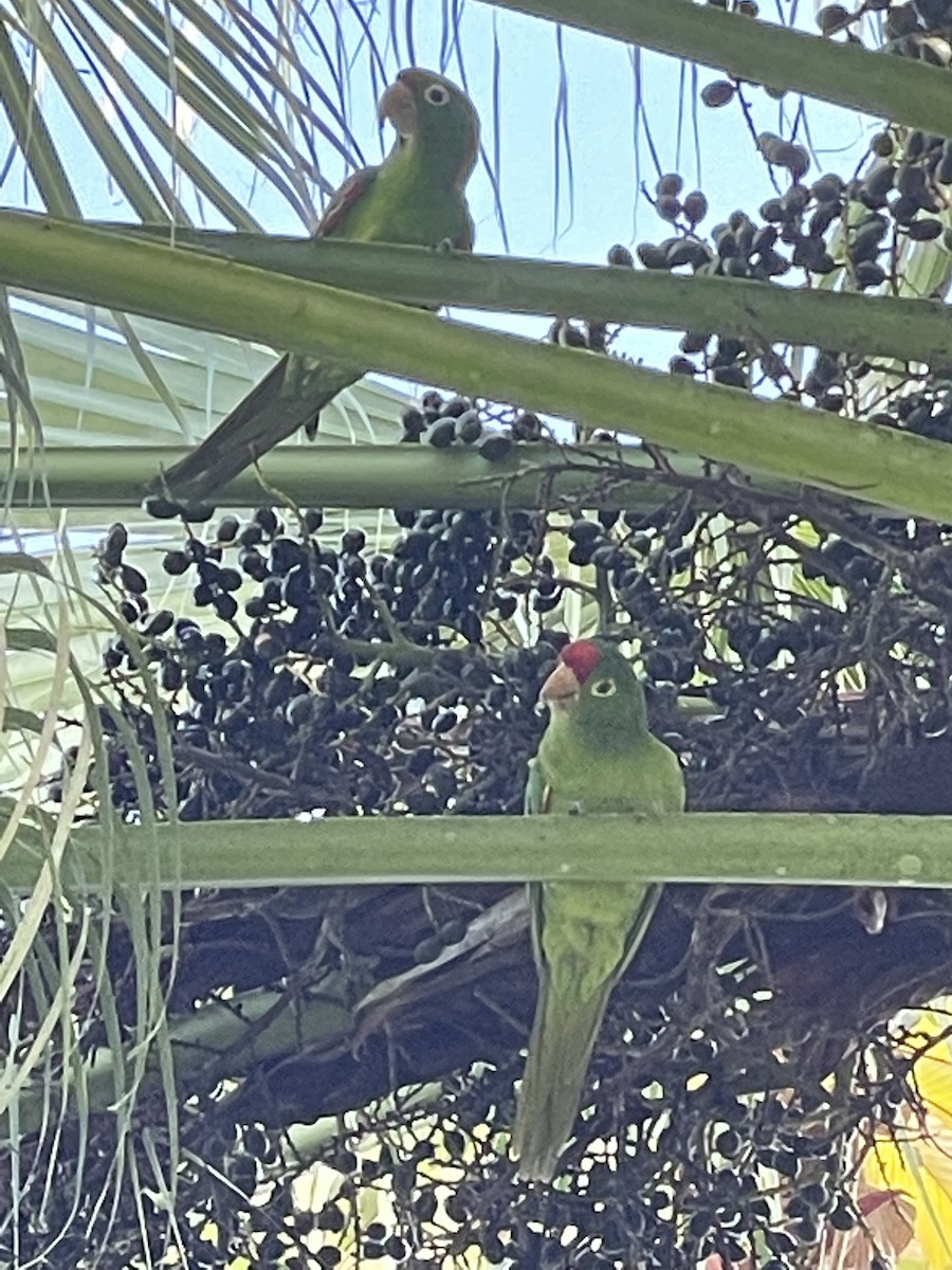 Red-lored Parrot - ML491281511