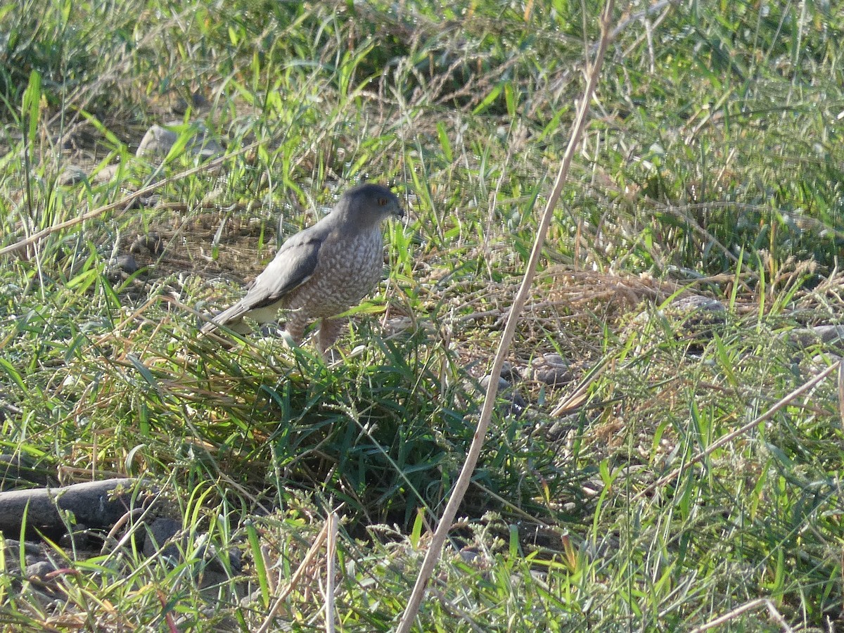 Cooper's Hawk - ML491282061