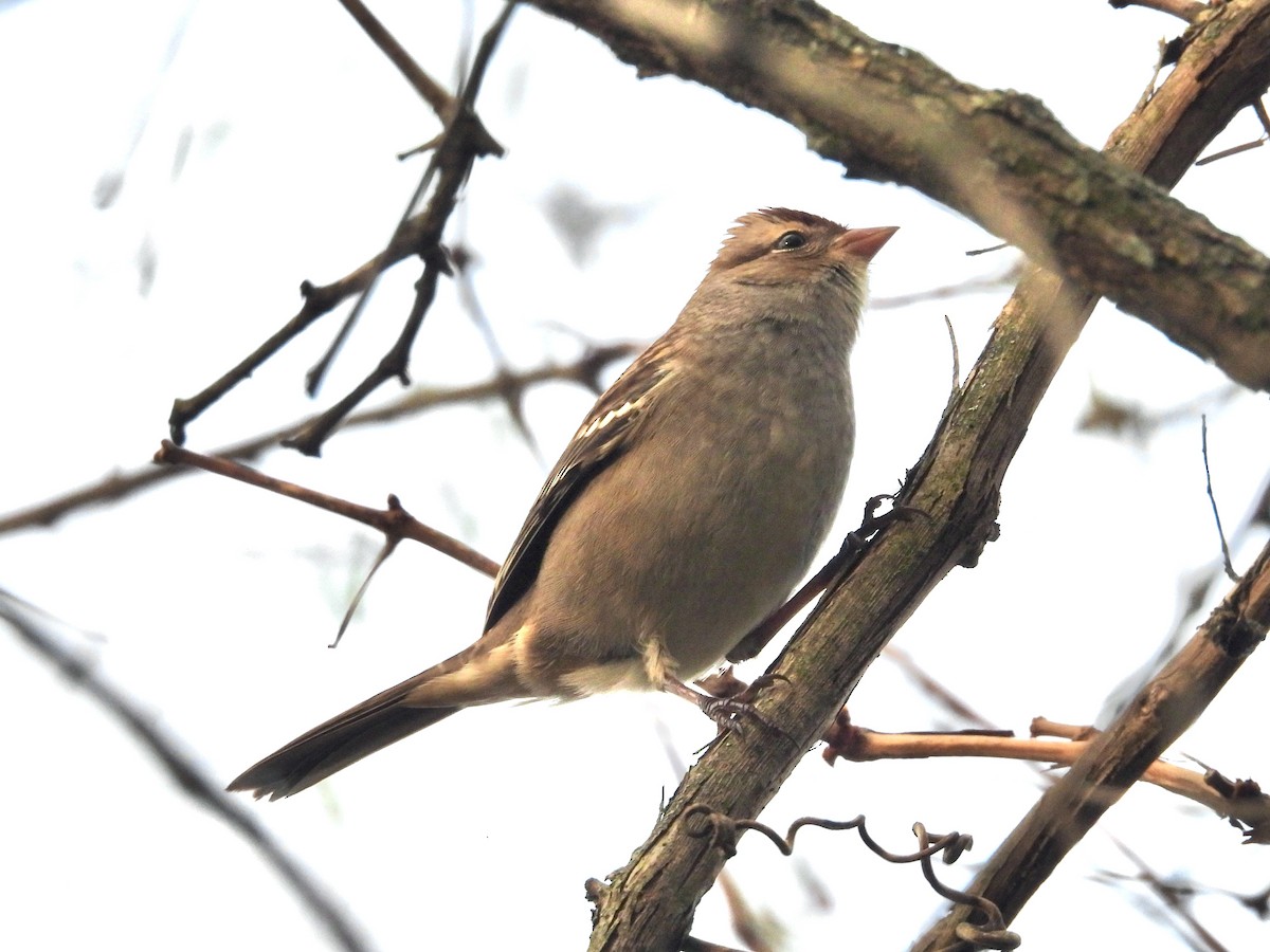 White-crowned Sparrow - ML491282241