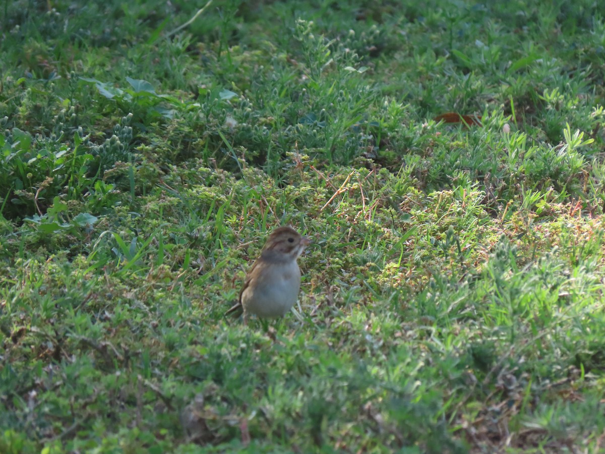 Clay-colored Sparrow - Edana Salisbury