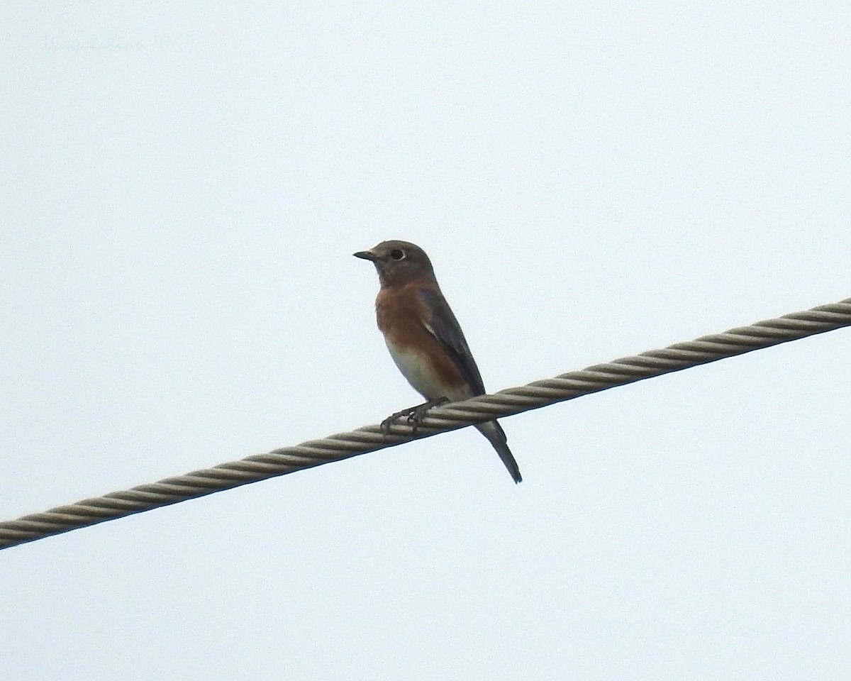 Eastern Bluebird - ML491284811