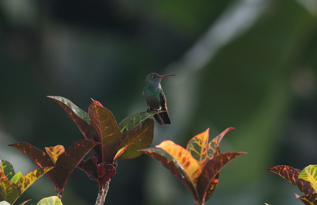 Rufous-tailed Hummingbird - ML491284921