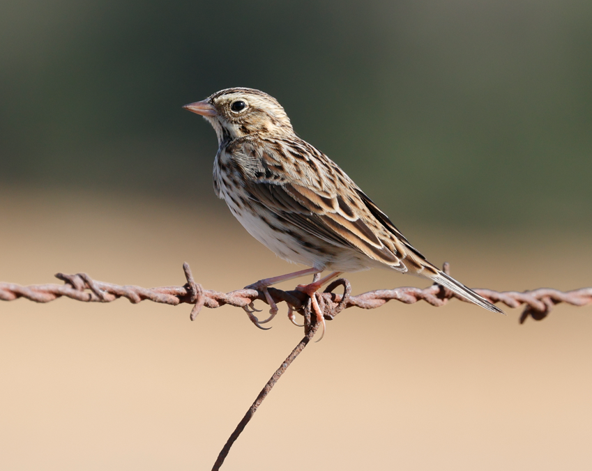 Savannah Sparrow - ML491285281