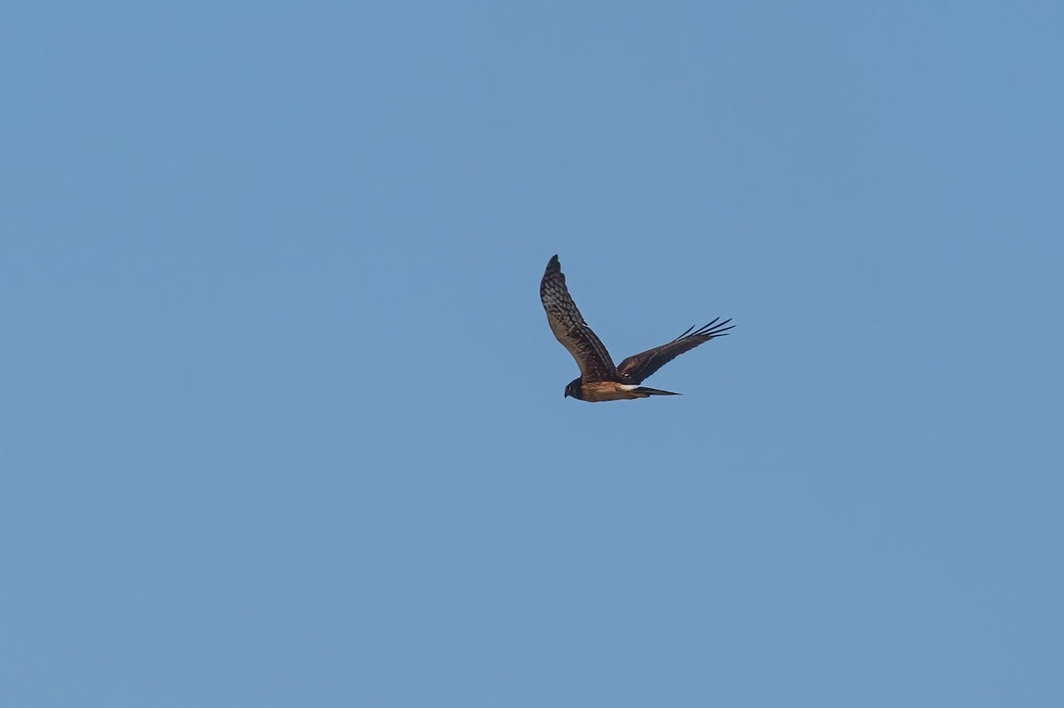 Northern Harrier - ML491285501