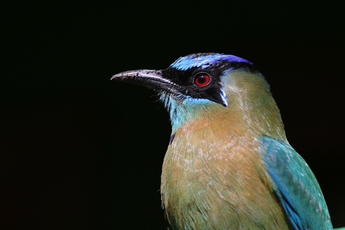 Lesson's Motmot - ML49128651