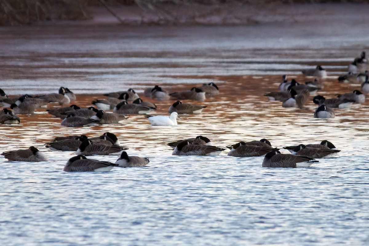 Ross's Goose - ML491287131