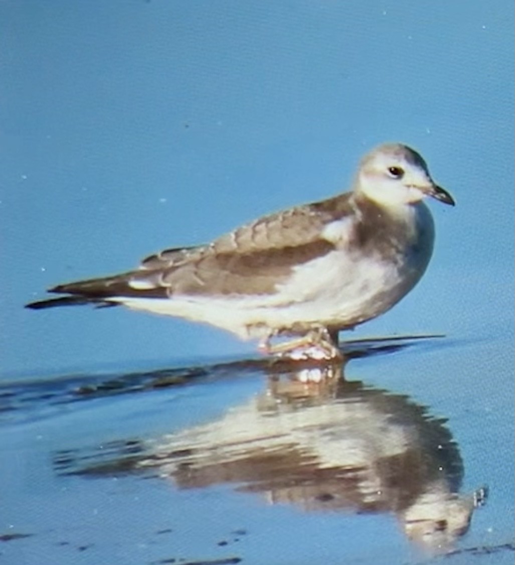 Sabine's Gull - Wren Willet