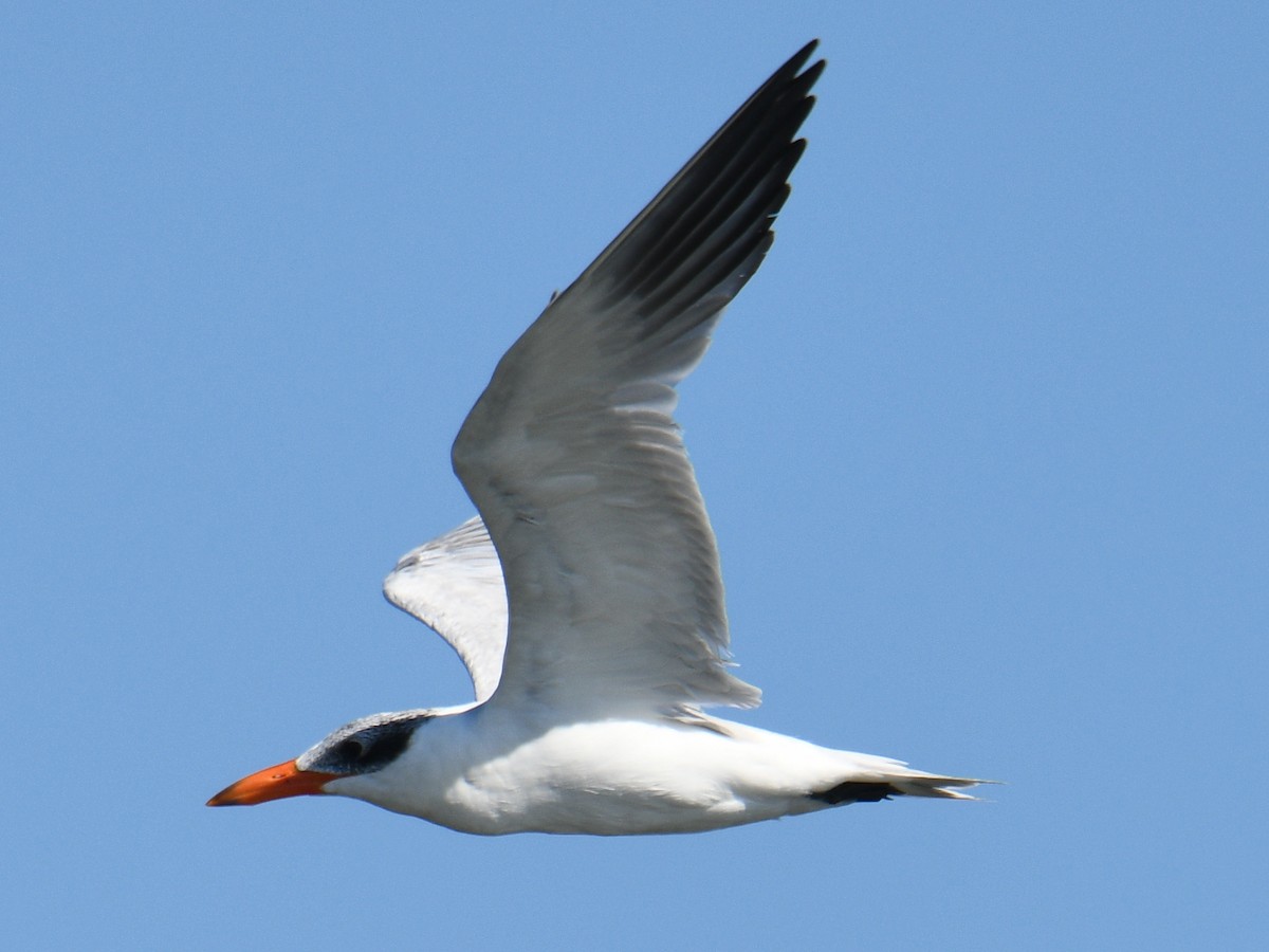 Caspian Tern - ML491287741