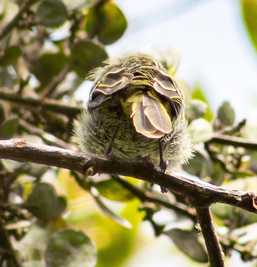 Golden-faced Tyrannulet - ML491288211