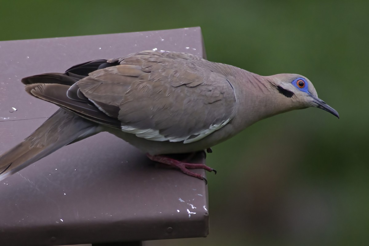 White-winged Dove - ML491289471