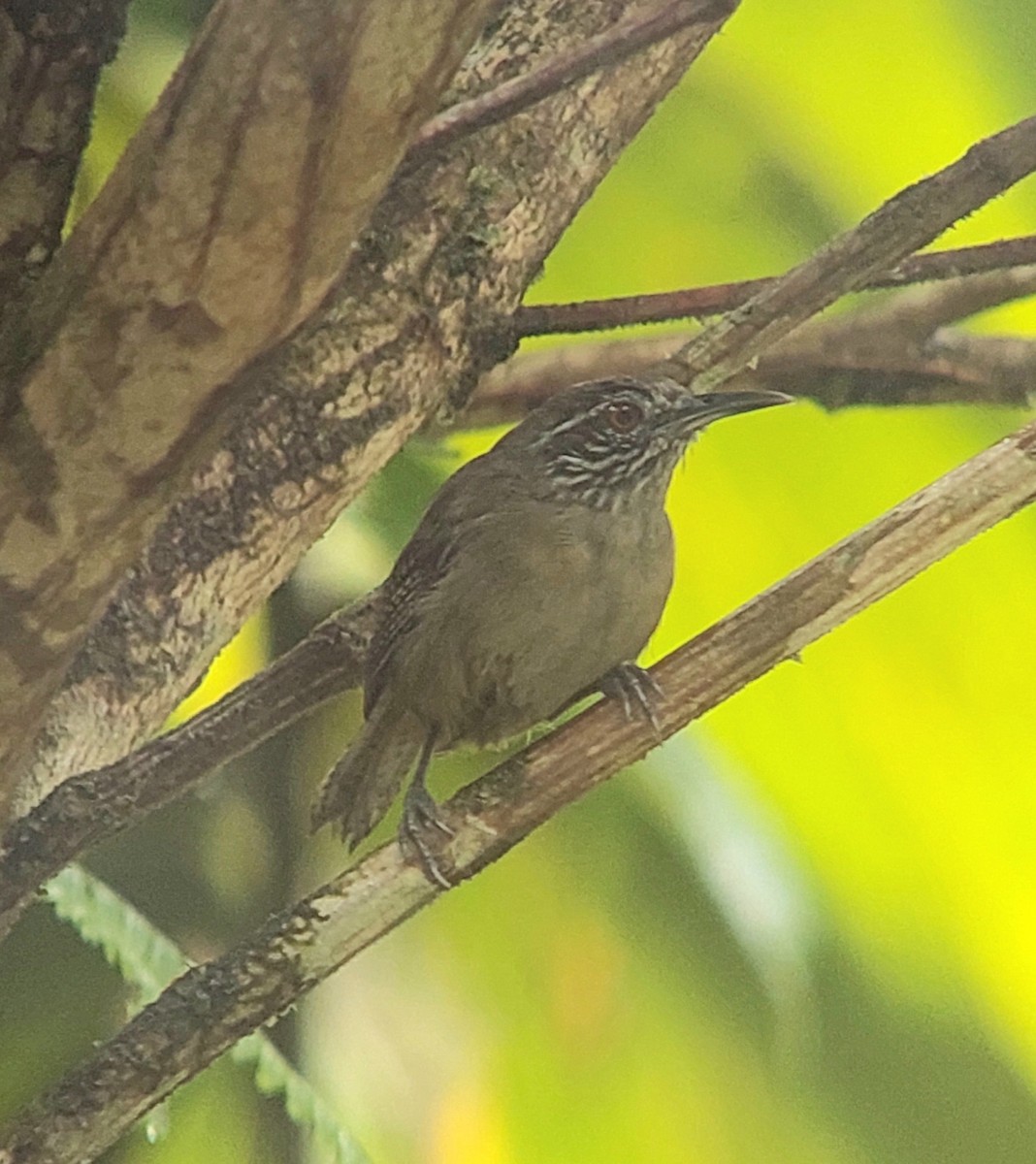 Stripe-throated Wren - Euclides "Kilo" Campos