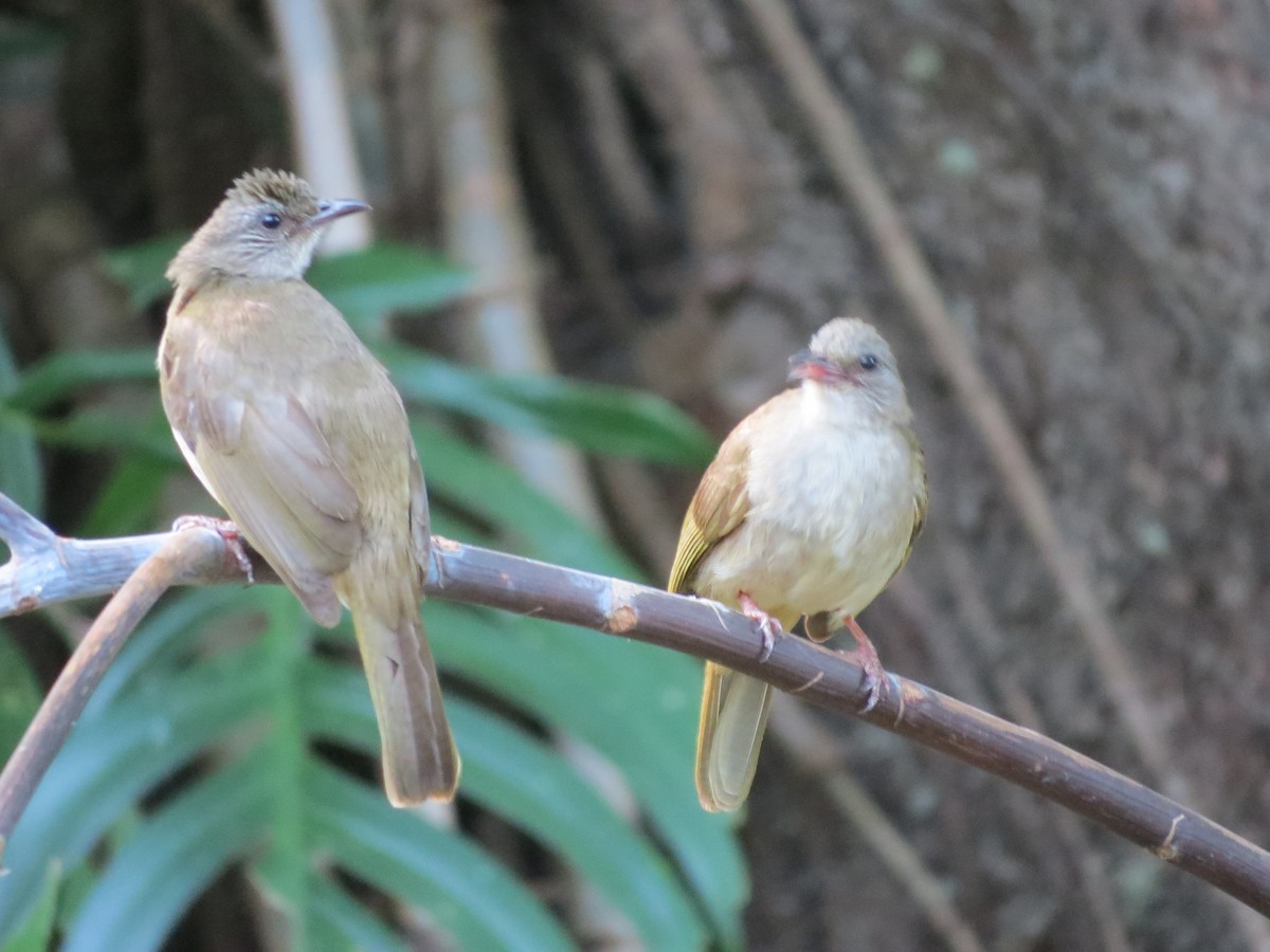 Ashy-fronted Bulbul - ML49129161