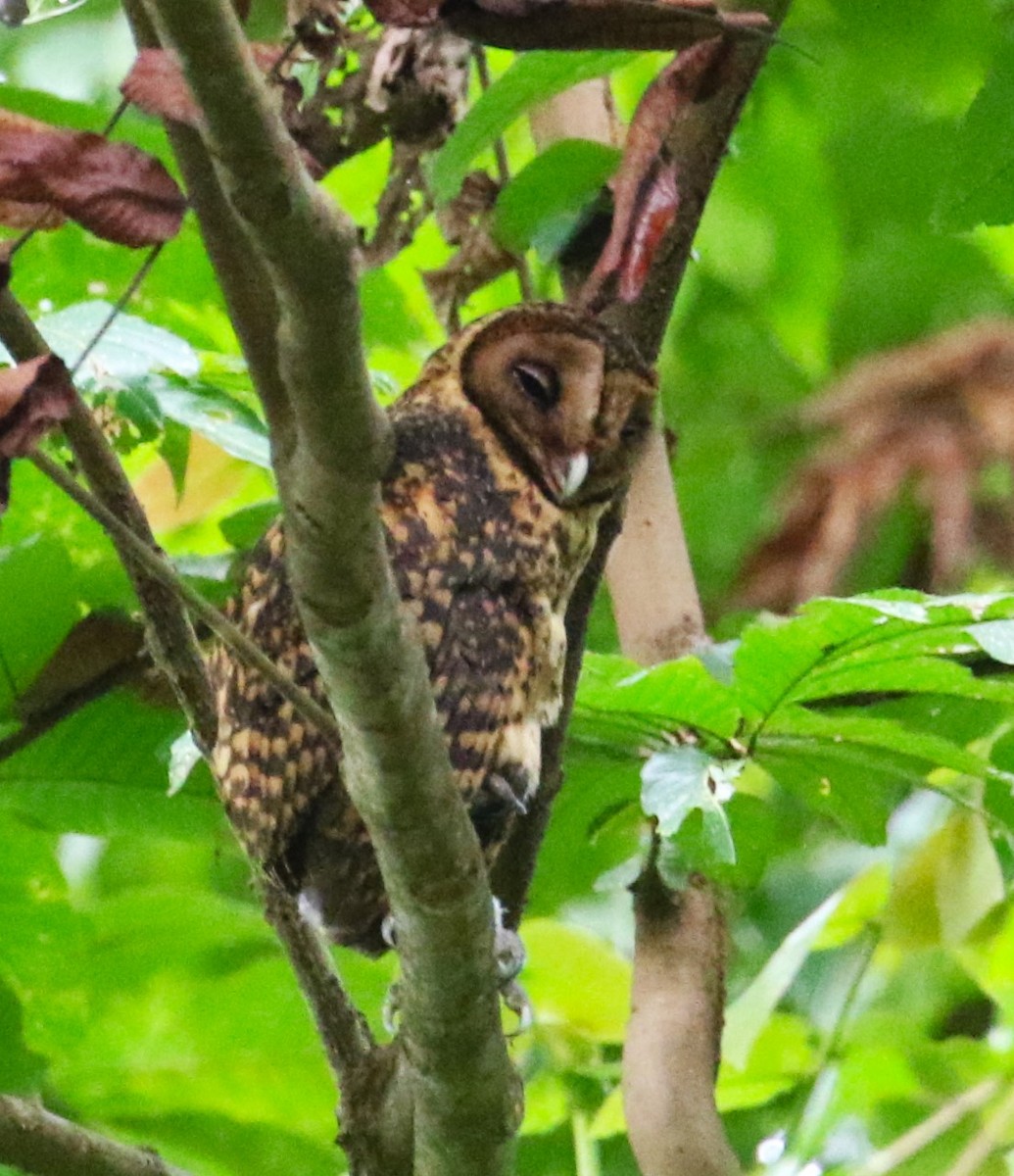 Golden Masked-Owl - ML491293431