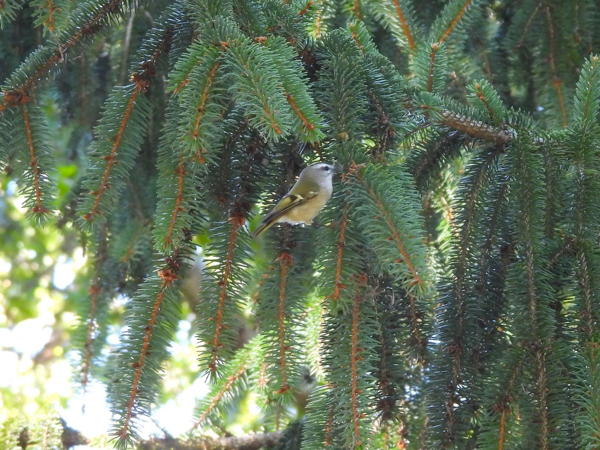 Golden-crowned Kinglet - ML491293701