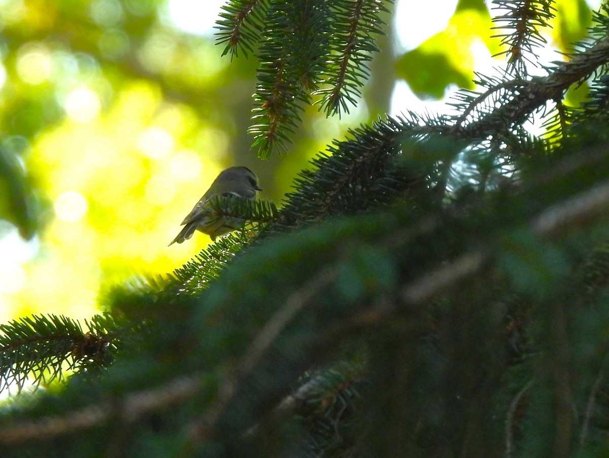 Golden-crowned Kinglet - ML491293721